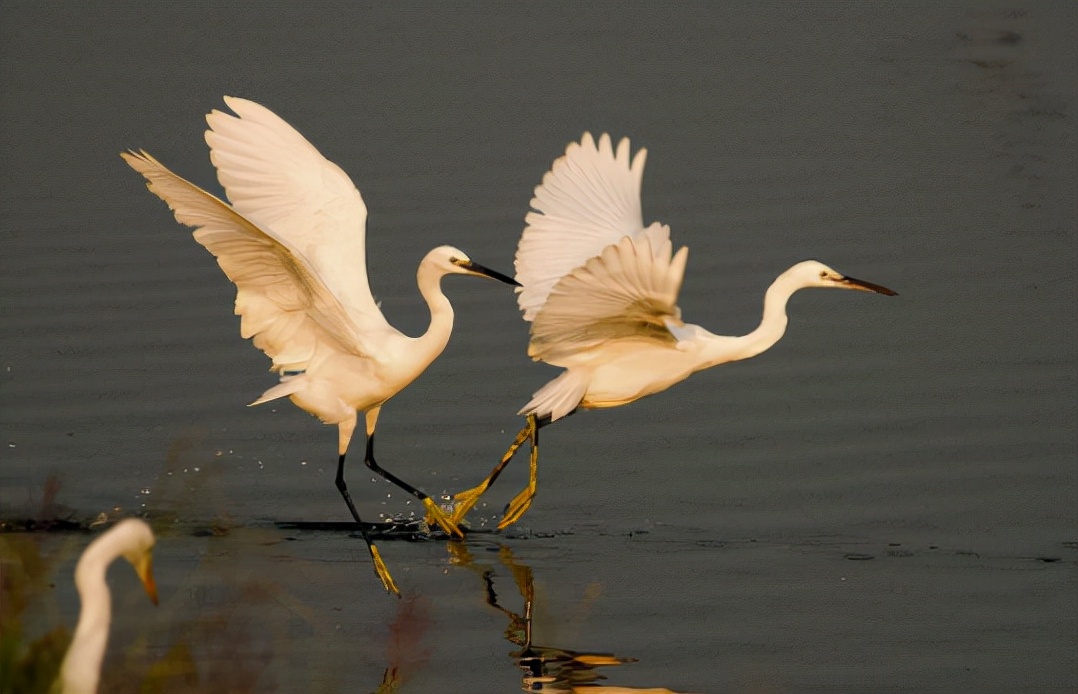 中国汉字：鹭的读音和意思