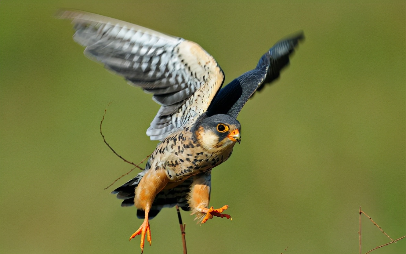 中国汉字:鸢的读音和意思插图 中国汉字:鸢的读音和意思