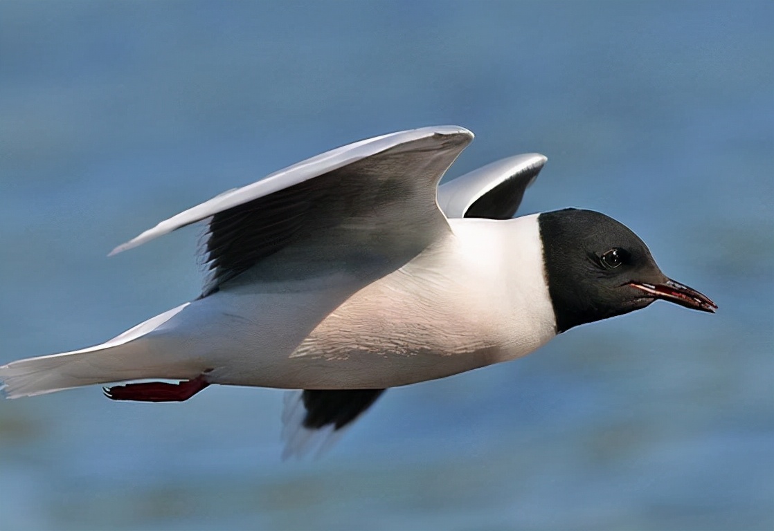 鹥怎么读？鹥的读音和意思