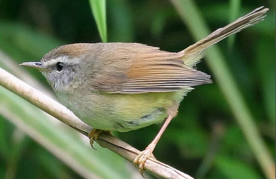 鸴怎么读？鸴的读音和意思