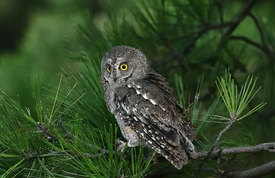 鸮怎么读？鸮的读音和意思