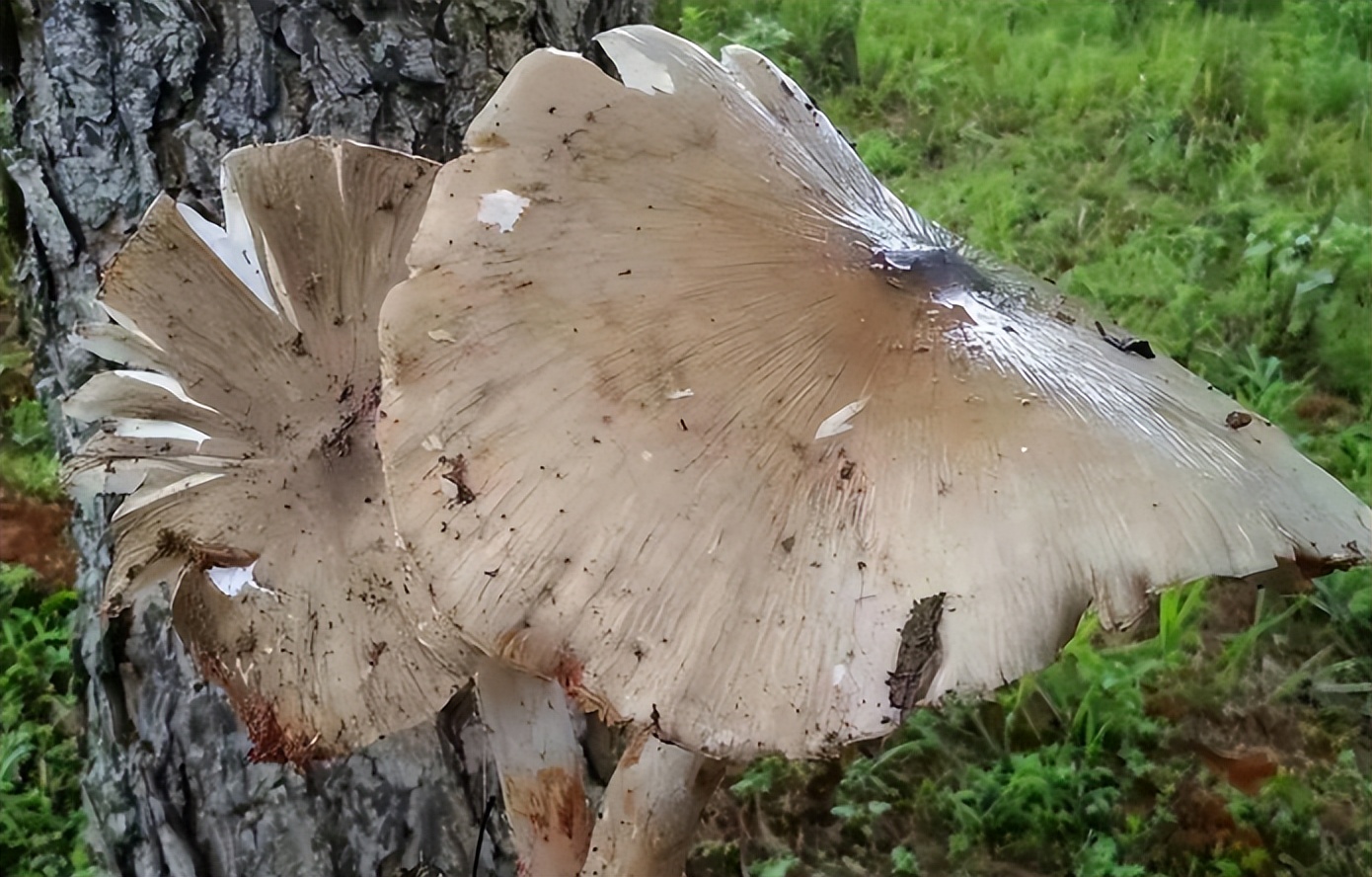 鸡枞菌怎么读？鸡枞菌的读音和意思