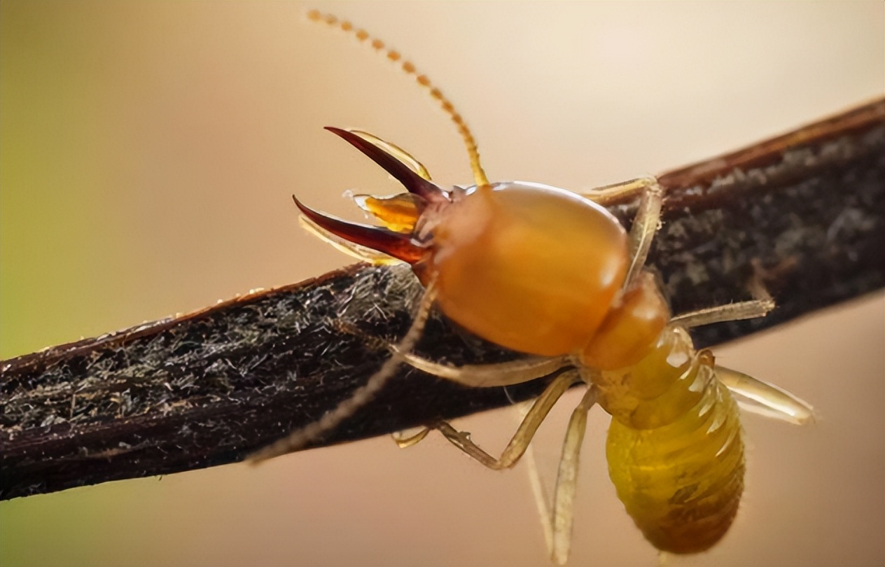 蝝怎么读？蝝的读音和意思