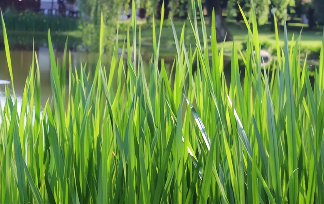 菖蒲怎么读?菖蒲的读音和意思插图 菖蒲怎么读?菖蒲的读音和意思