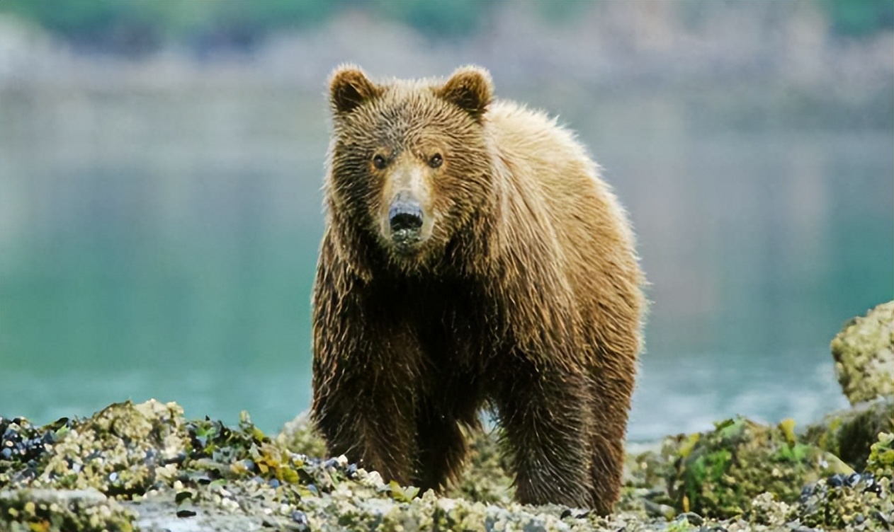 熊罴怎么读?熊罴的读音和意思插图 熊罴怎么读?熊罴的读音和意思