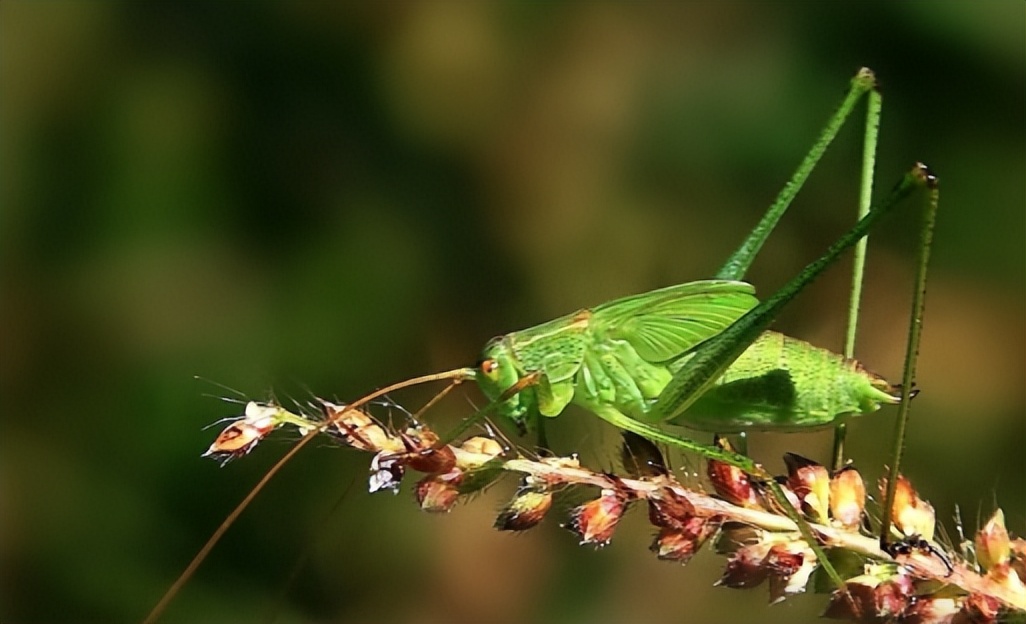 蝈怎么读？蝈的读音和意思
