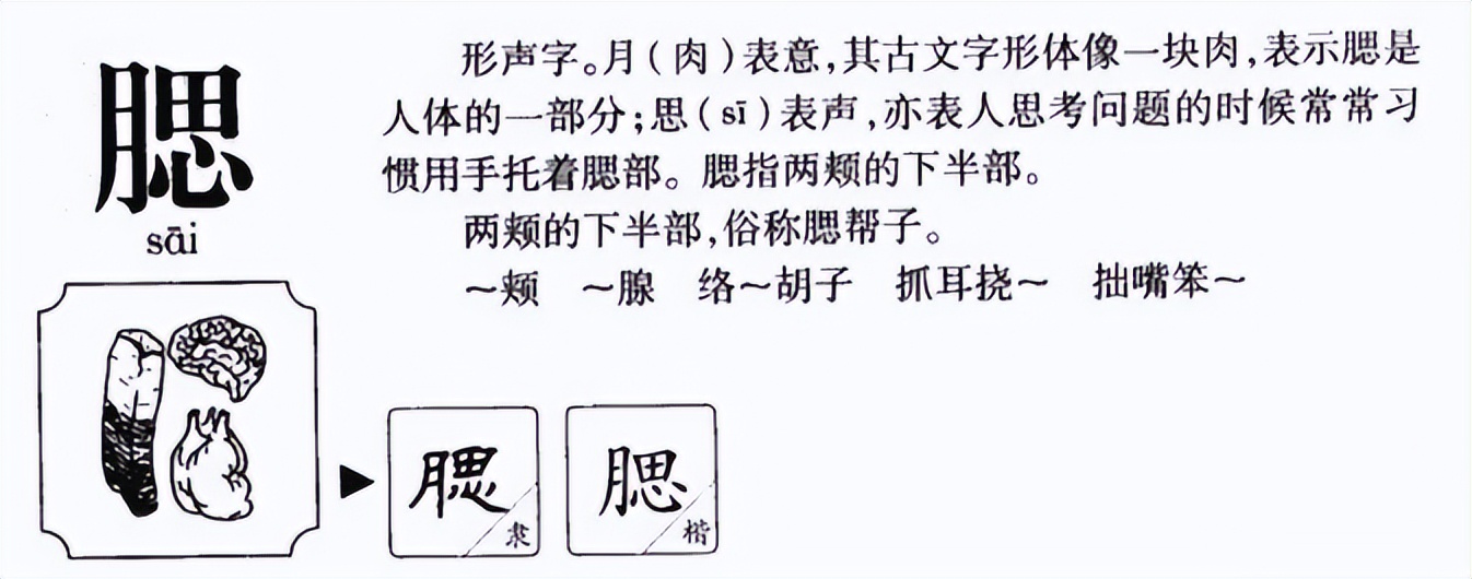 腮颊怎么读?腮颊的读音和意思插图 腮颊怎么读?腮颊的读音和意思