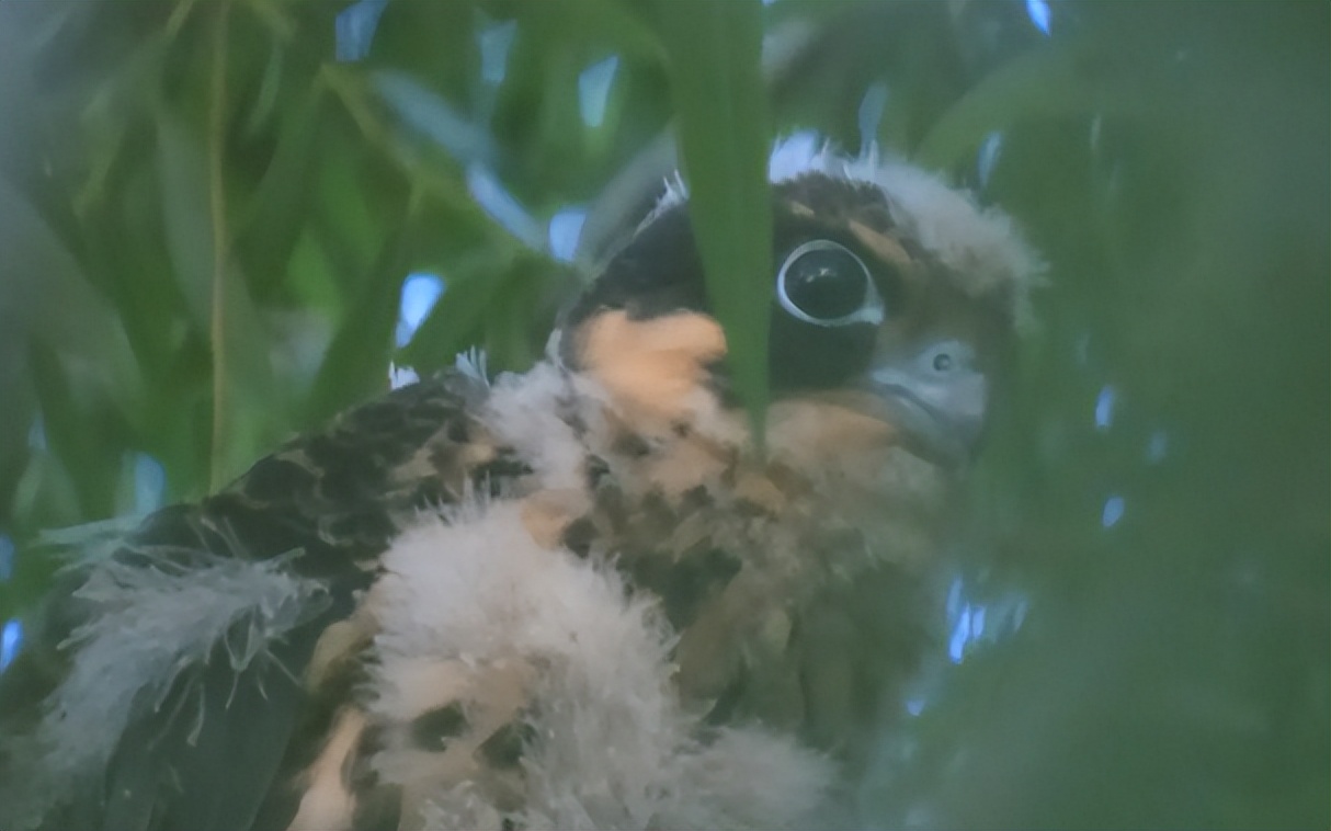 雏鹰怎么读？雏鹰的读音和意思