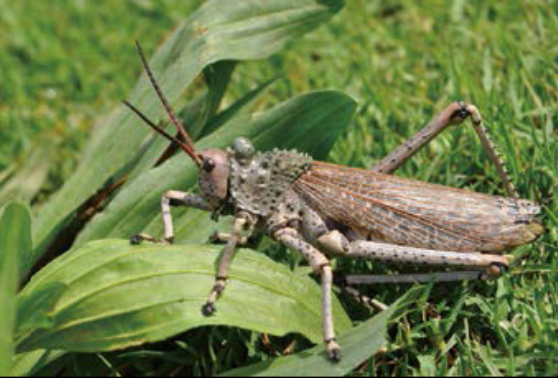 「趣味知识小百科：自然灾害篇」令人吃惊的蝗灾（蝗灾发生的原因）