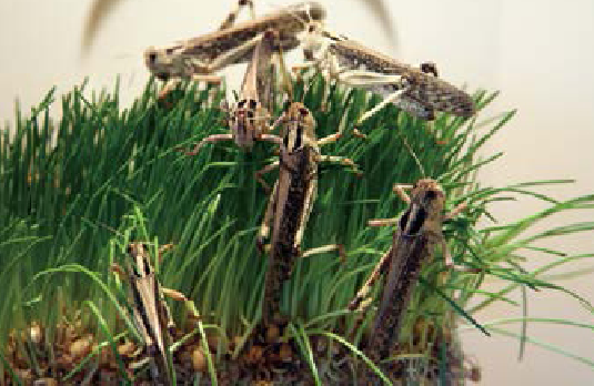 「趣味知识小百科：自然灾害篇」令人吃惊的蝗灾（蝗灾发生的原因）