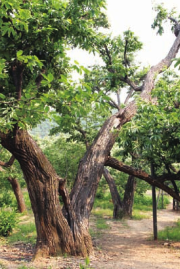 「世界国家地理百科」维也纳森林插图3 「世界国家地理百科」维也纳森林