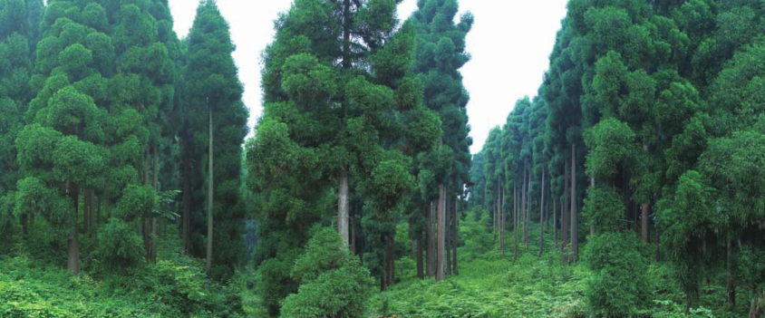 「世界国家地理百科」加拿大森林插图3 「世界国家地理百科」加拿大森林