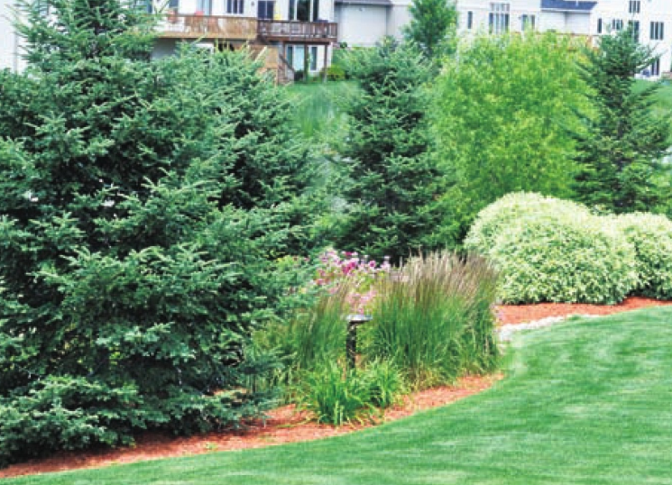 「世界国家地理百科」加拿大森林插图5 「世界国家地理百科」加拿大森林