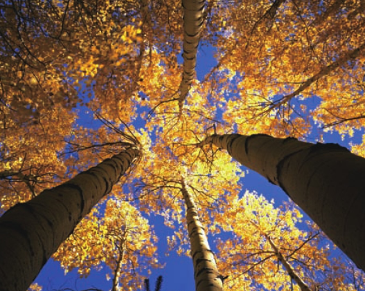 「世界国家地理百科」加拿大森林插图7 「世界国家地理百科」加拿大森林