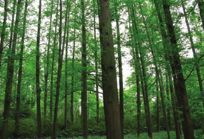 「世界国家地理百科」加拿大森林插图8 「世界国家地理百科」加拿大森林