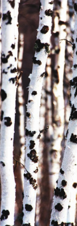 「世界国家地理百科」大兴安岭森林插图2 「世界国家地理百科」大兴安岭森林