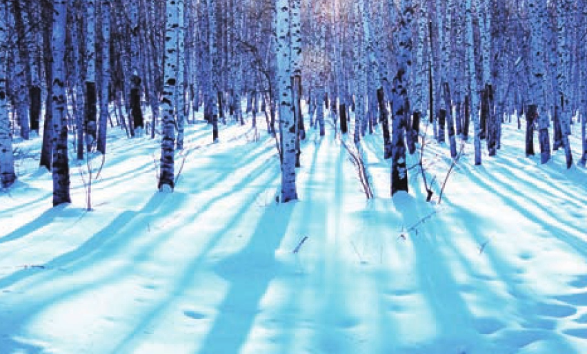 「世界国家地理百科」大兴安岭森林插图6 「世界国家地理百科」大兴安岭森林