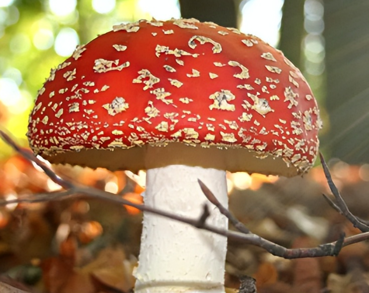 毒蕈怎么读？毒蕈的读音和意思