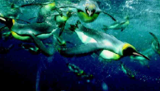 「鸟类百科」企鹅