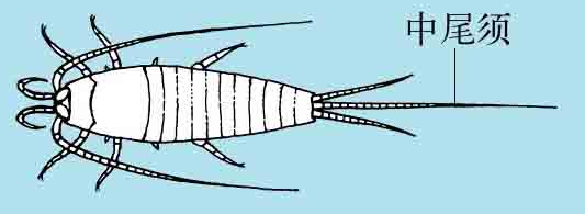 「昆虫百科」石蛃和衣鱼插图1 「昆虫百科」石蛃和衣鱼