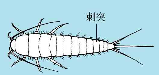 「昆虫百科」石蛃和衣鱼插图2 「昆虫百科」石蛃和衣鱼