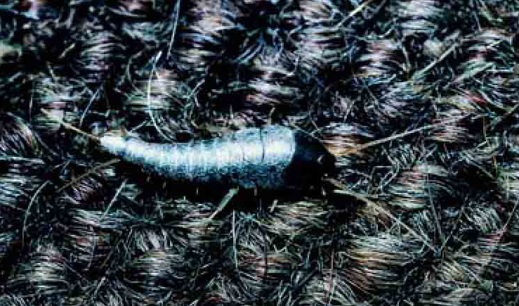 「昆虫百科」石蛃和衣鱼插图3 「昆虫百科」石蛃和衣鱼