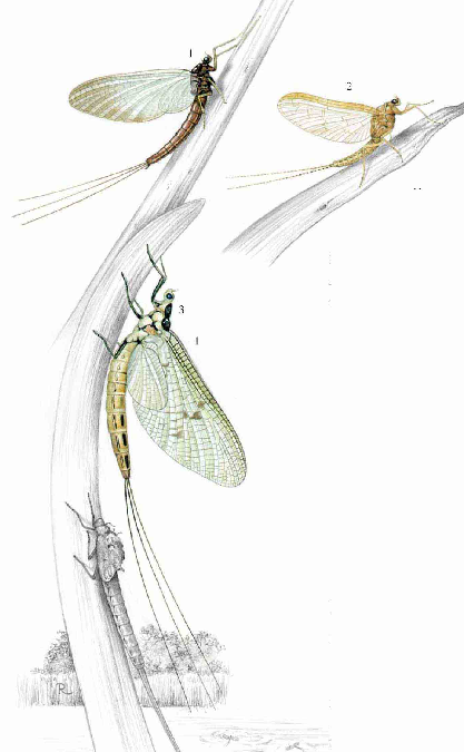 「昆虫百科」蜉蝣