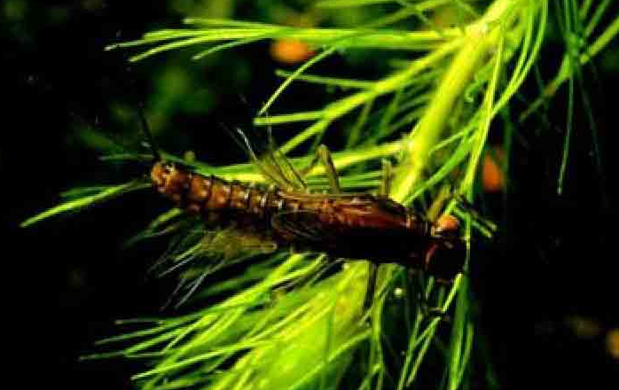 「昆虫百科」蜉蝣