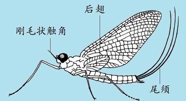 「昆虫百科」蜉蝣
