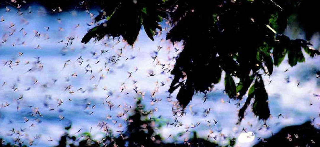「昆虫百科」蜉蝣