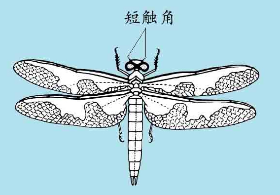 「昆虫百科」蜻蜓和蟌