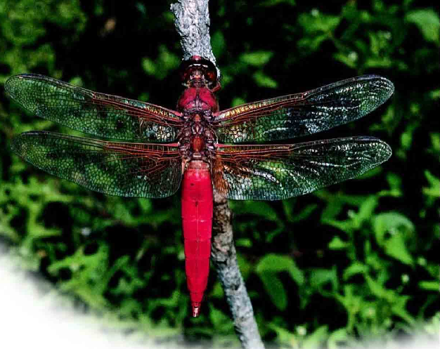 「昆虫百科」蜻蜓和蟌