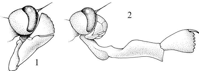 「昆虫百科」蜻蜓和蟌