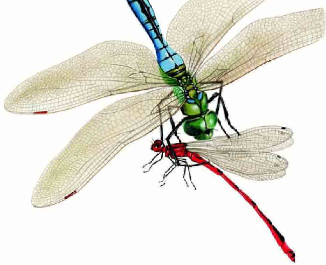 「昆虫百科」蜻蜓和蟌