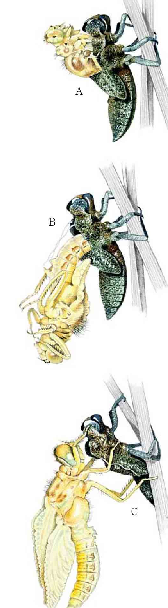 「昆虫百科」蜻蜓和蟌