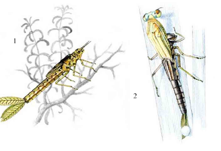 「昆虫百科」蜻蜓和蟌