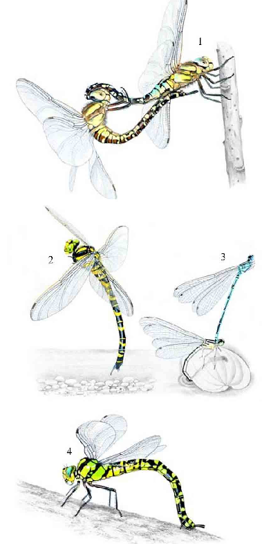 「昆虫百科」蜻蜓和蟌