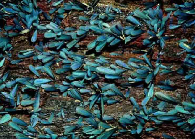 「昆虫百科」白蚁