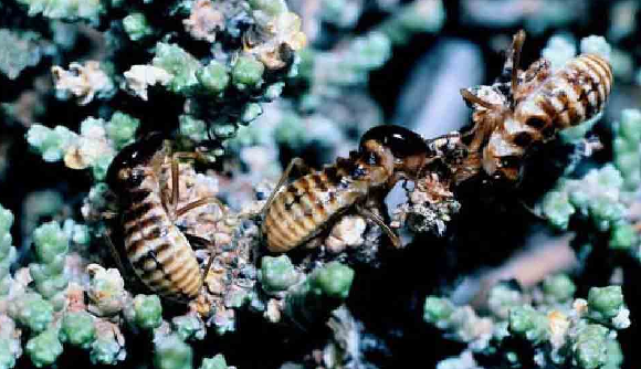 「昆虫百科」白蚁