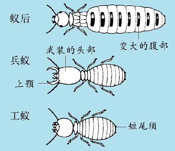 「昆虫百科」白蚁