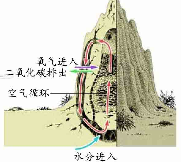 「昆虫百科」白蚁