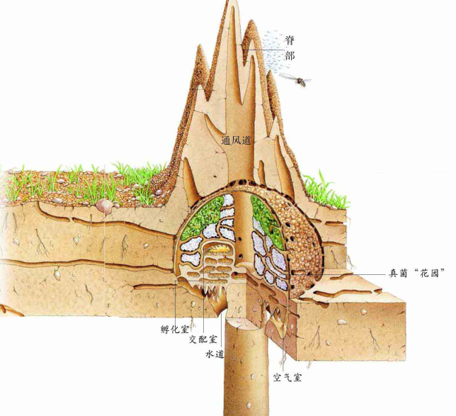 「昆虫百科」白蚁