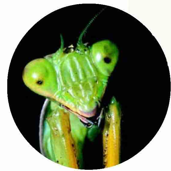 「昆虫百科」螳螂