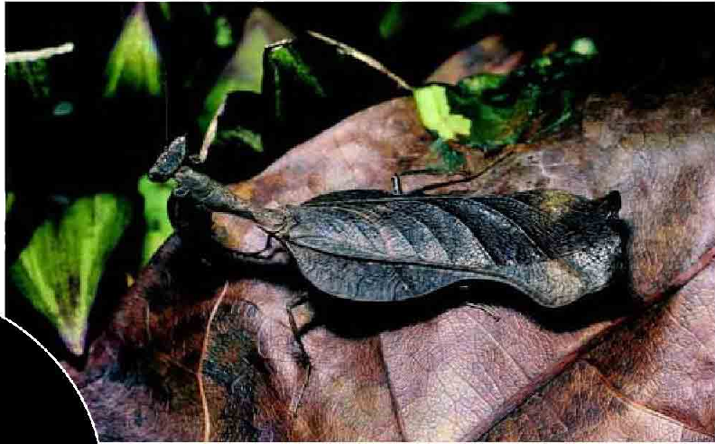 「昆虫百科」螳螂