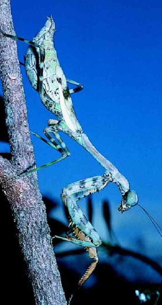 「昆虫百科」螳螂