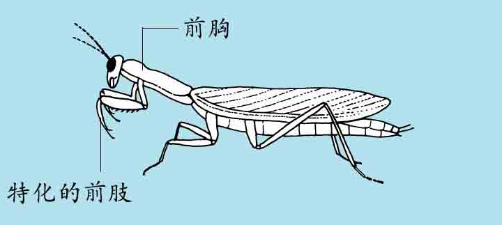 「昆虫百科」螳螂