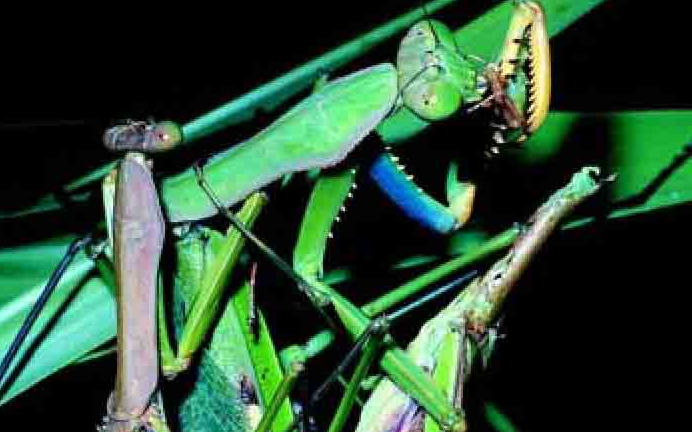 「昆虫百科」螳螂