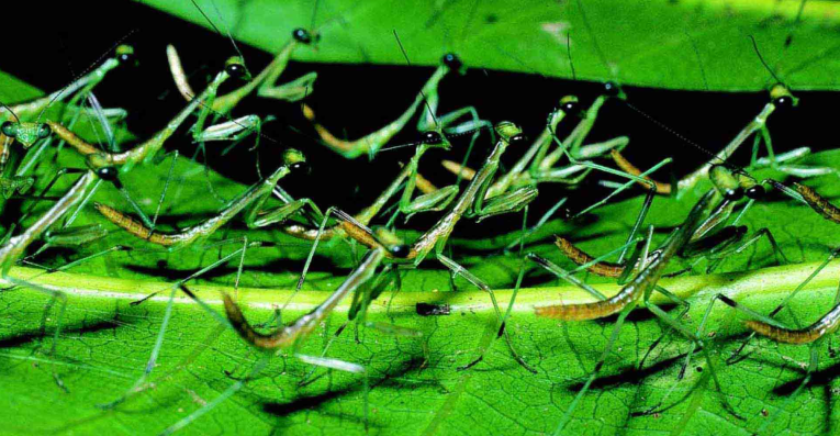 「昆虫百科」螳螂