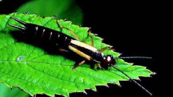 「昆虫百科」蠼螋插图1 「昆虫百科」蠼螋