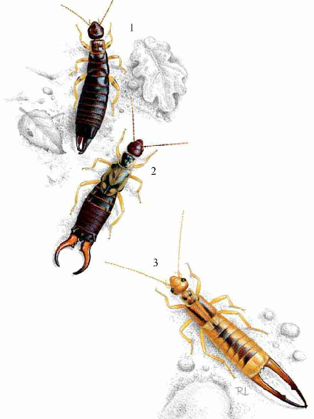 「昆虫百科」蠼螋插图2 「昆虫百科」蠼螋